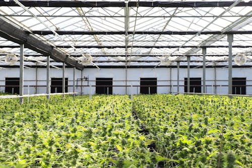 бесплатная Бесплатное стоковое фото с выращивание, заводы, зеленые листья Стоковое фото
