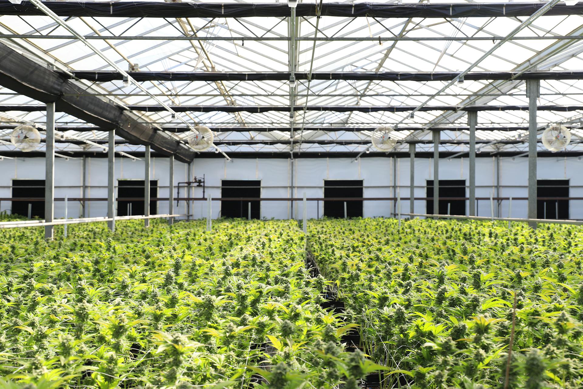 Plants Growing in the Greenhouse