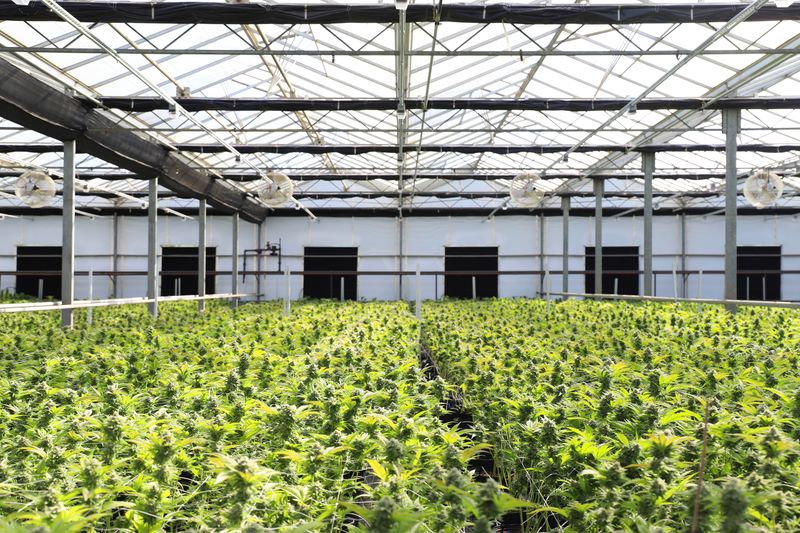 OLCC Producer License + Facility Lease