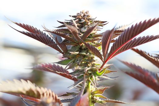 Detailed close-up of a vibrant cannabis plant with lush leaves in Salinas, CA.