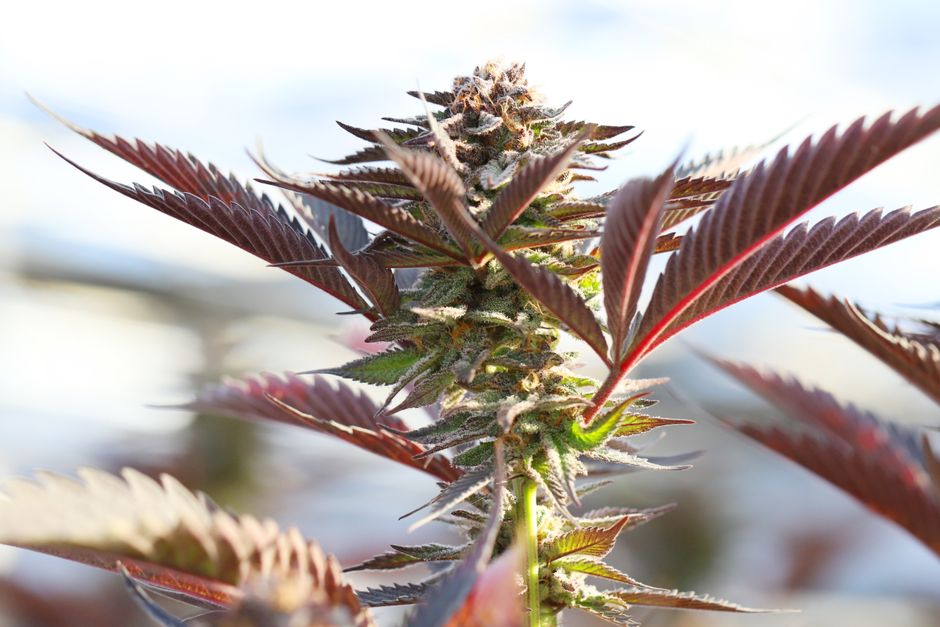 florida state medical cannabis program requirements