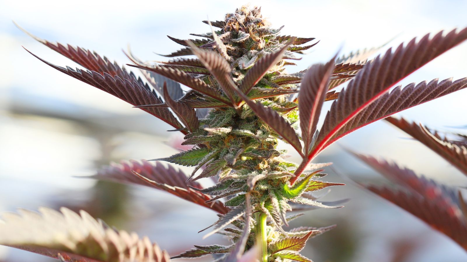 Detailed close-up of a vibrant cannabis plant with lush leaves in Salinas, CA.