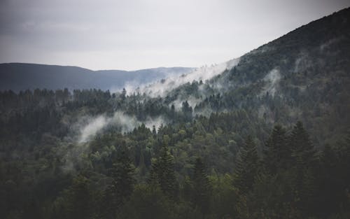 Gratuit Imagine de stoc gratuită din arbori, ceață, codru Fotografie de stoc