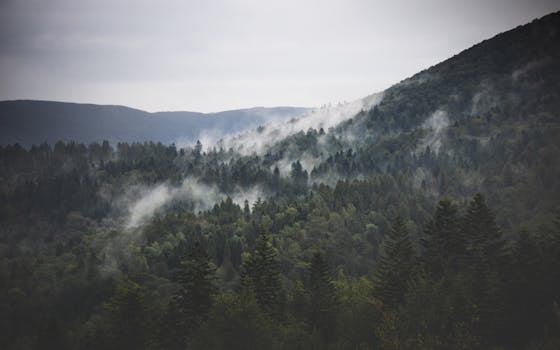 Foggy forest landscape with rolling hills and dense trees in Podkarpackie, Poland.