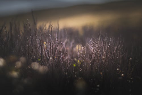 Free stock photo of berries, bieszczady, bush