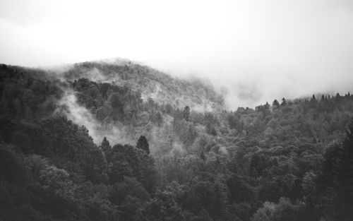 Free Moody black and white image of a misty forest in Podkarpackie, Poland, conveying tranquility. Stock Photo