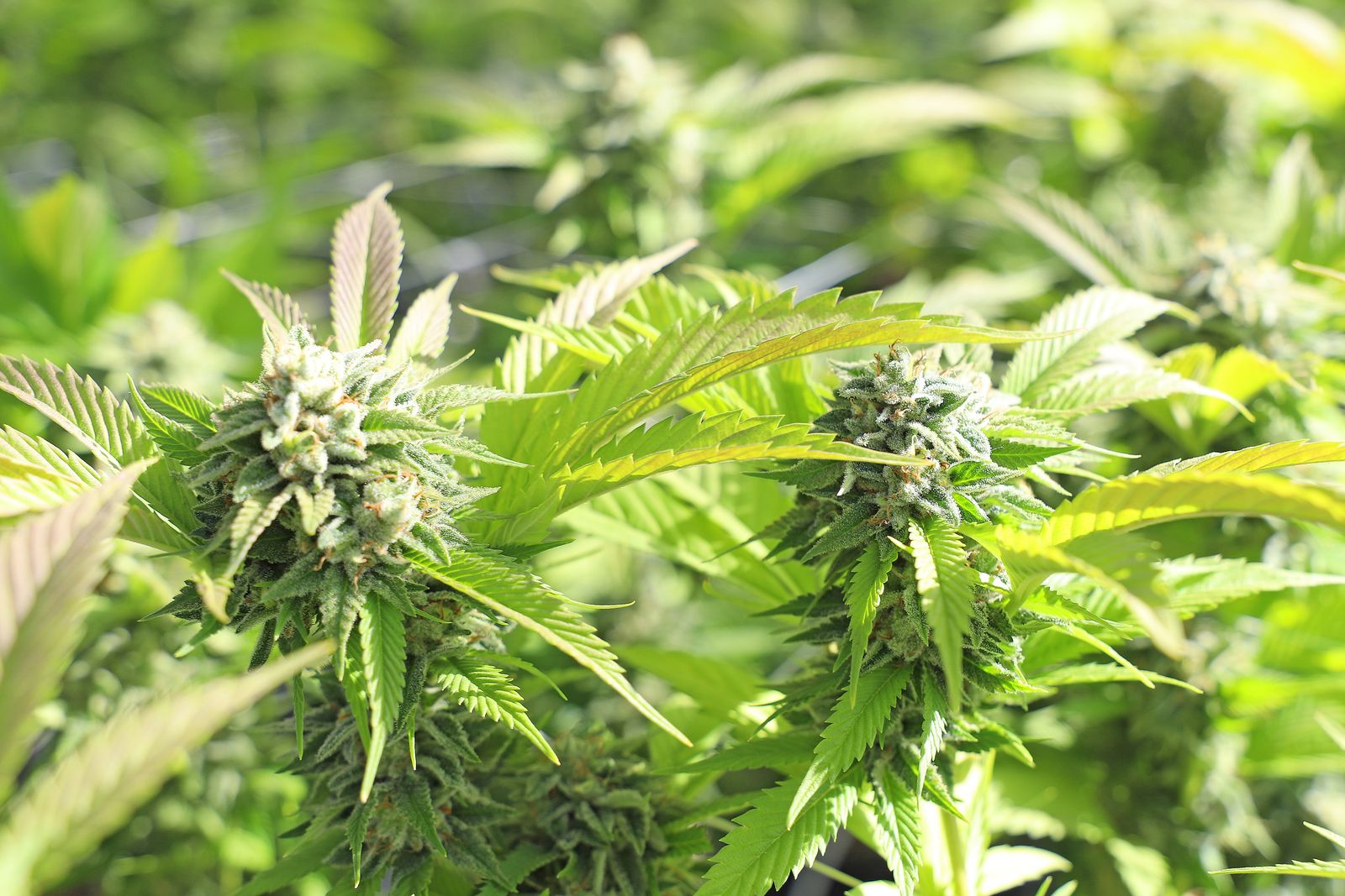 Male vs Female Cannabis Seeds: What's the Difference?