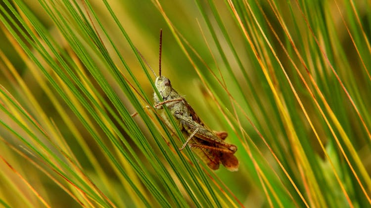 A Brown Grasshopper On Blades Of  Green Grass