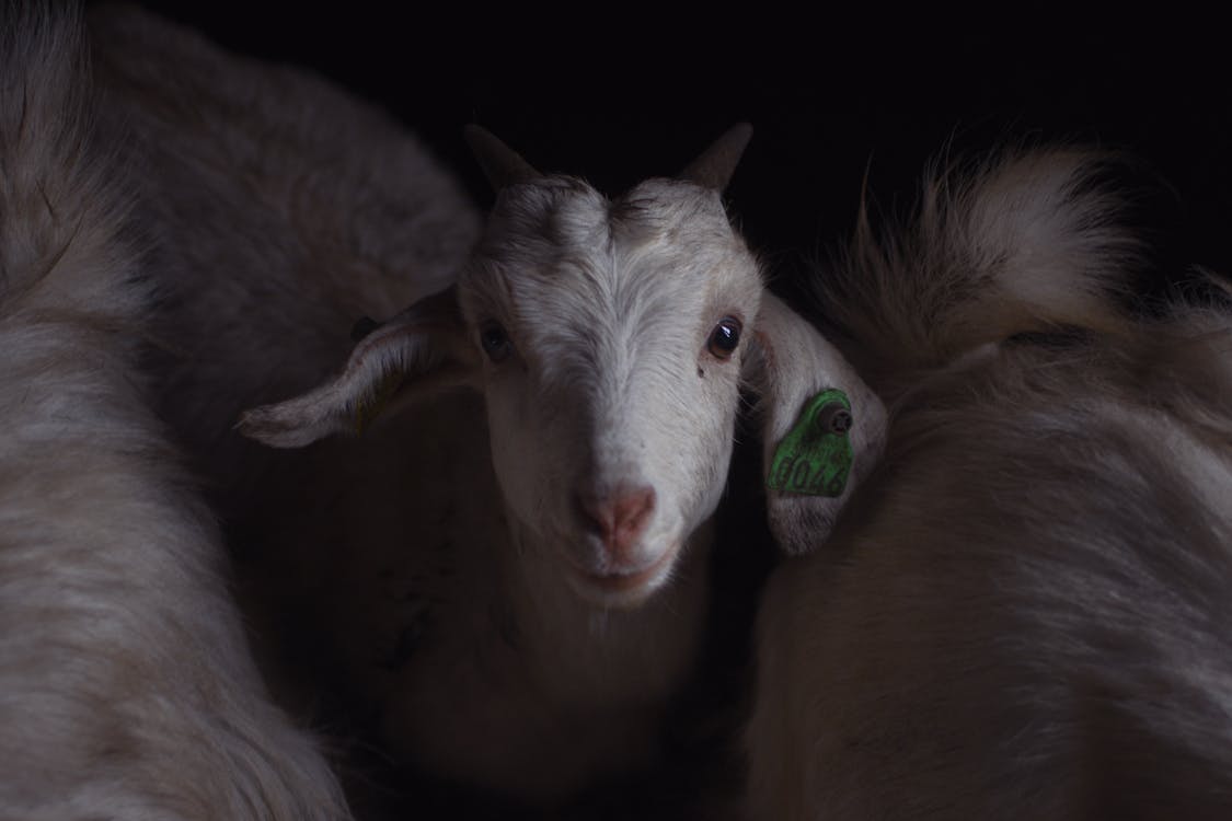 White Goat with Green Ear Tag 