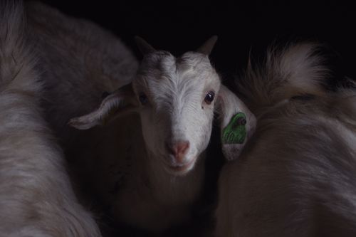 Free Close-up of a white goat with tagged ears inside a barn, featuring a dark background. Stock Photo