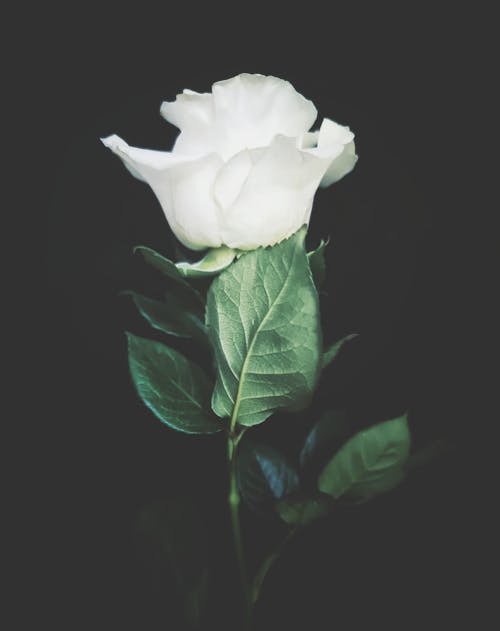垂直拍攝, 白玫瑰, 綠葉 的 免費圖庫相片
