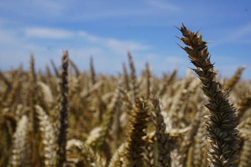buğday, çiftlik alanı içeren Ücretsiz stok fotoğraf