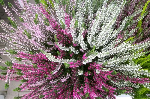 Free stock photo of flowerbed Stock Photo