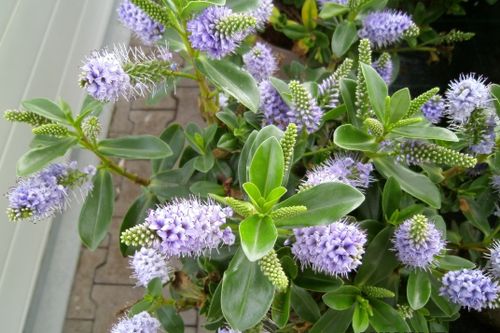 Free stock photo of flowerbed Stock Photo