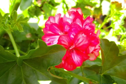 Free stock photo of geranium Stock Photo