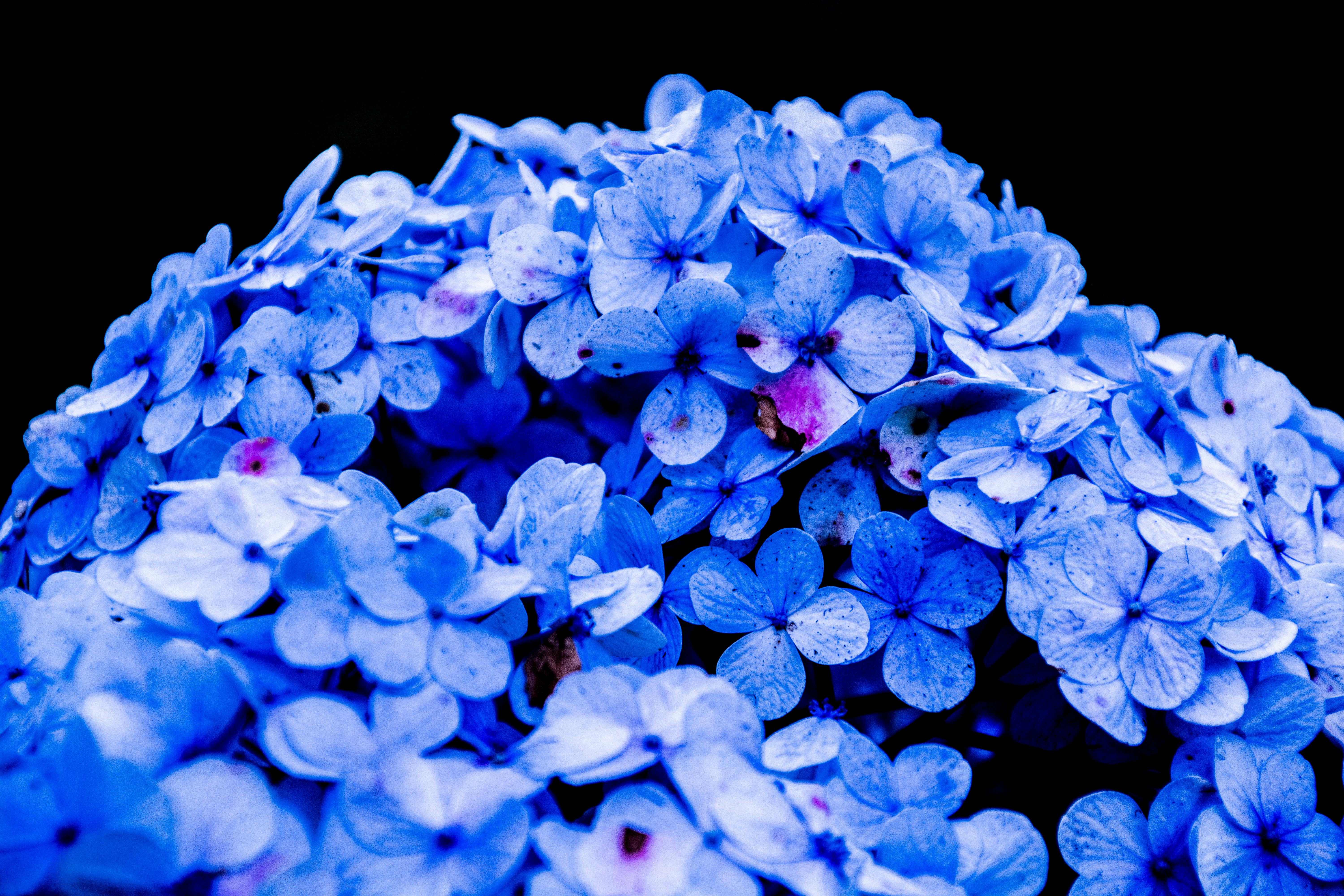 Blue Hydrangea Flower Hd Wallpaper Background, Blue Hydrangea Flower, Hd  Photography Photo, Hydrangea Background Image And Wallpaper for Free  Download