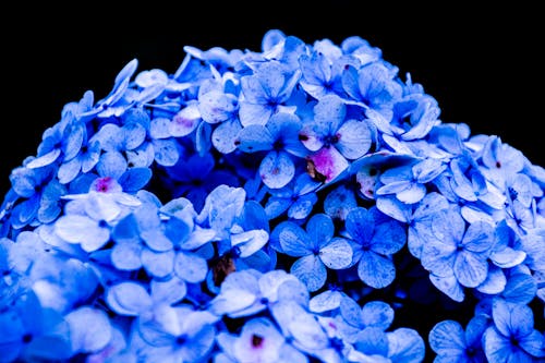 Free Blue Petaled Flower Stock Photo
