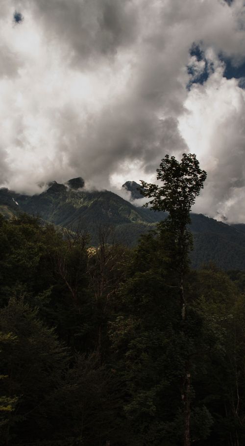 Free Scenic view of green trees growing on mount under overcast sky with shiny clouds in twilight Stock Photo