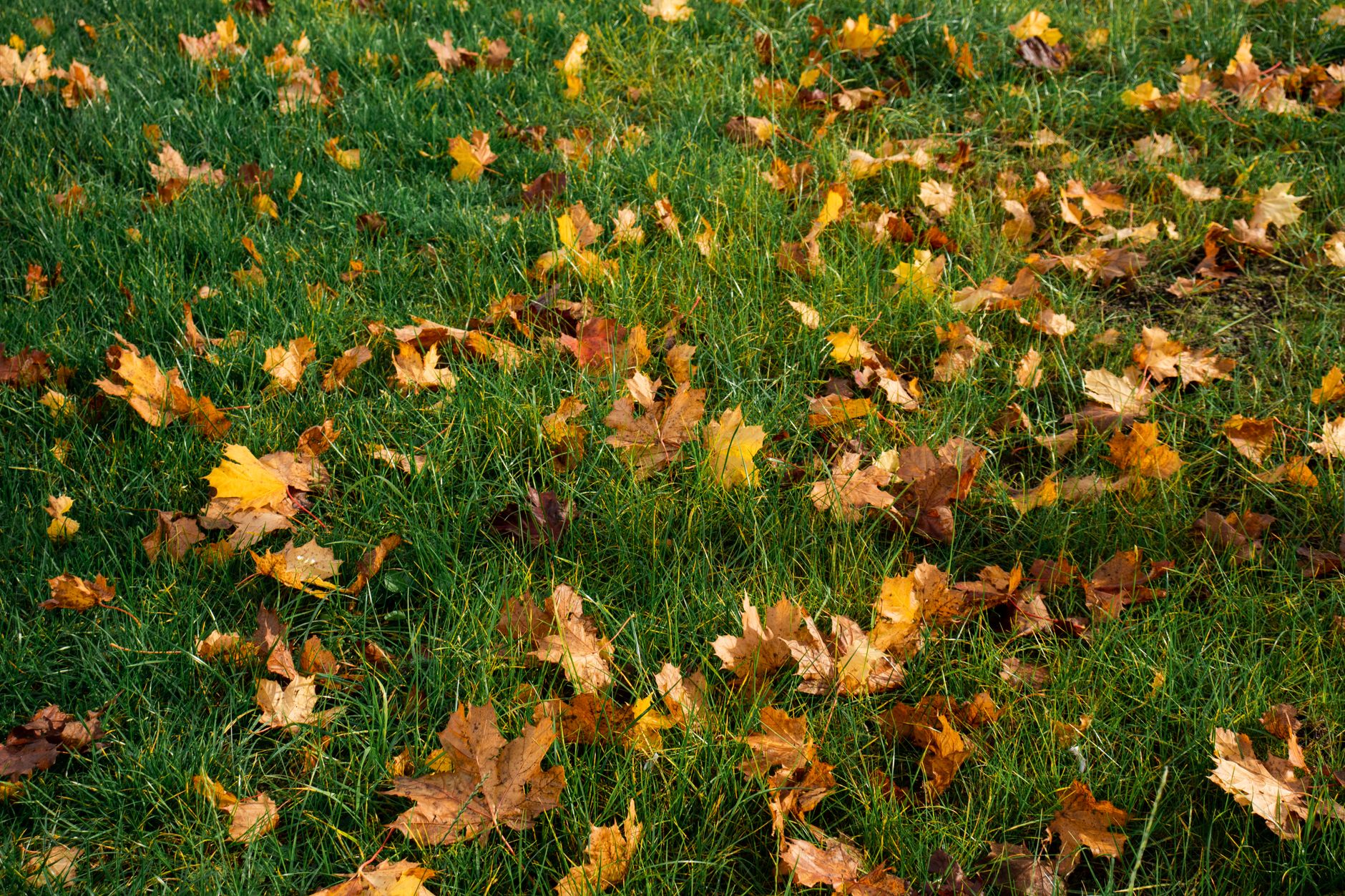 Can You Leave the Leaves on a Minnesota Lawn Over Winter?