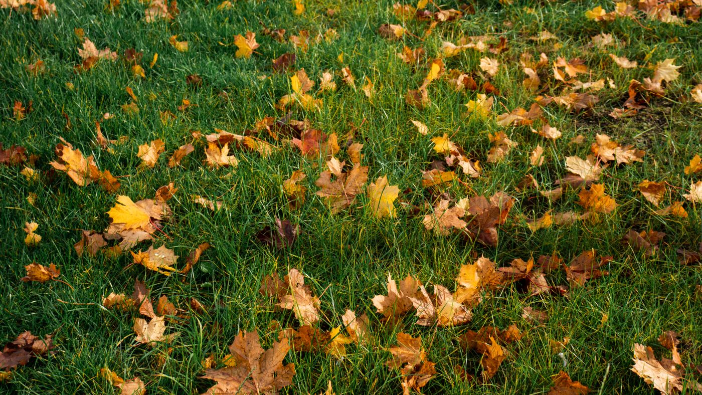 Fall Feeding and Aeration: The Lawn Work That Decides Spring