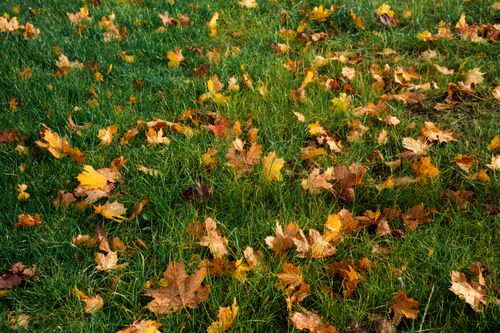 Free Fallen autumn maple leaves scattered across a green grass field in a serene outdoor setting. Stock Photo