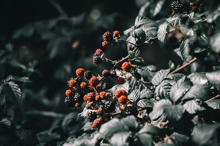 Blackberries On Green Leaves 