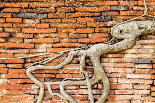 Free stock photo of brick wall, root