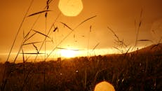 农村草原上，美丽的日落映出剪影的茎和金色的色调