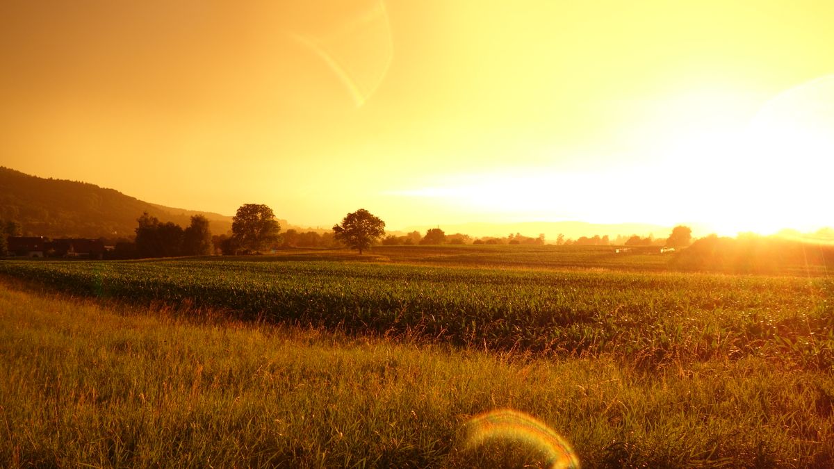 Golden sunrise over a small NSW farm paddock