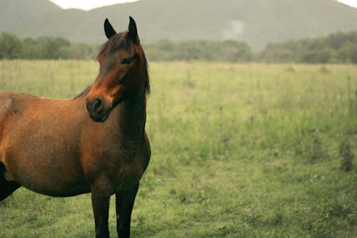 Kostenlos Kostenloses Stock Foto zu braunes pferd, pferd, tier Stock-Foto