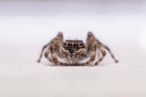 Close-Up Shot of a Spider 