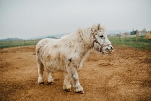動物攝影, 小馬, 棕壤 的 免费素材图片