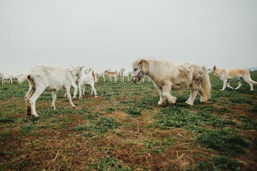 Gratis Fotos de stock gratuitas de animales, cabras, campo de hierba Foto de stock