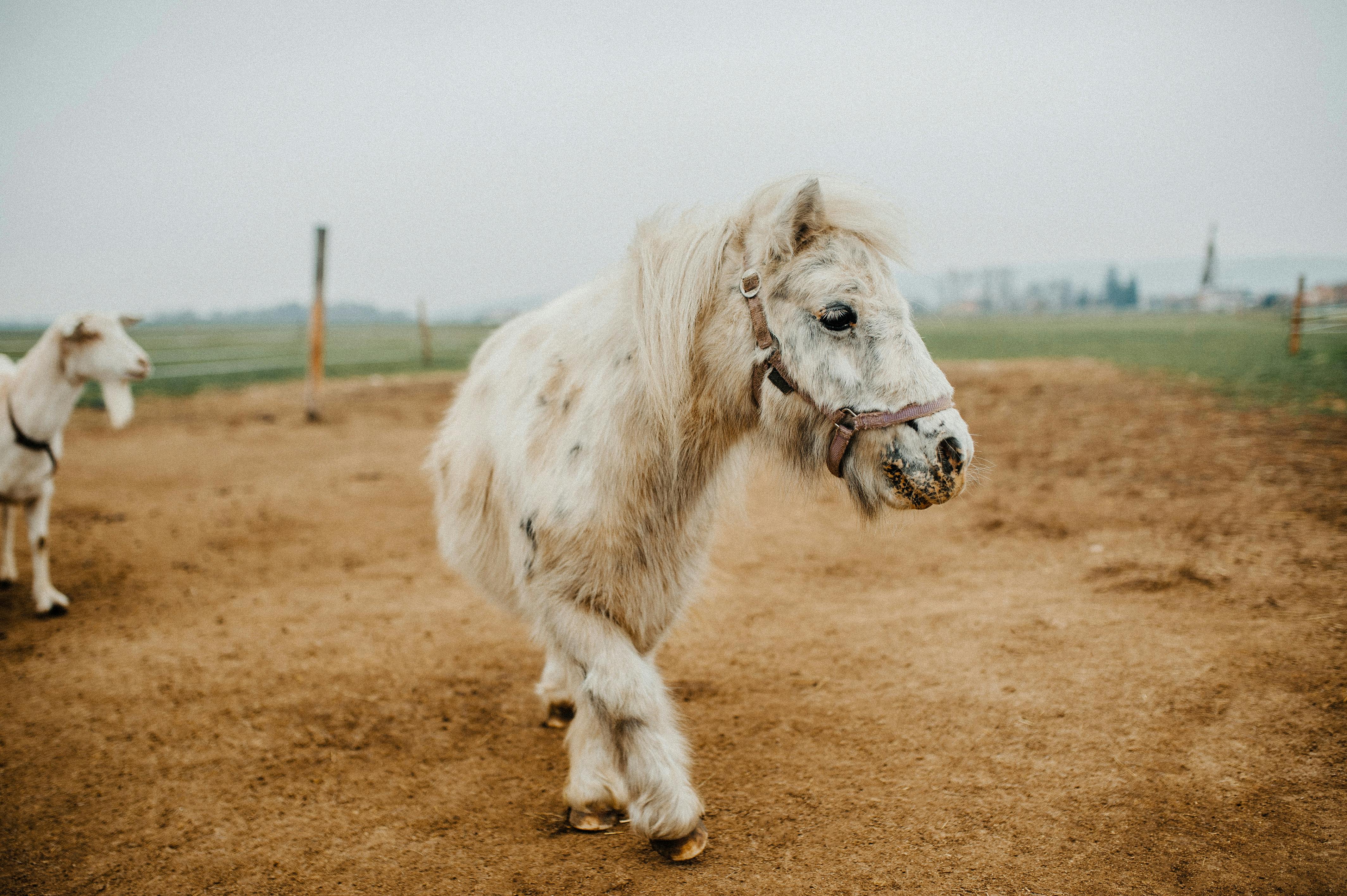 Pferdepsychologie: So denkt dein Pferd