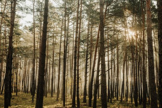 Sunlight filters through tall trees in a tranquil autumn forest, creating a serene atmosphere.