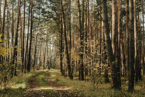 Kostenloses Stock Foto zu Äste, bäume, baumstämme