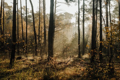 무료 가을 분위기 숲, 가을 색, 나무의 무료 스톡 사진
