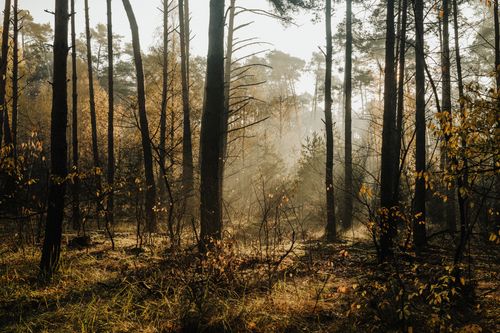 Free Sunlight filters through a tranquil autumn forest, highlighting tall trees and fallen leaves. Stock Photo
