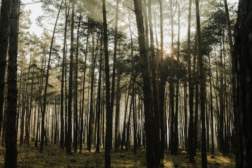 무료 가을 분위기 숲, 가을 색, 그림자의 무료 스톡 사진