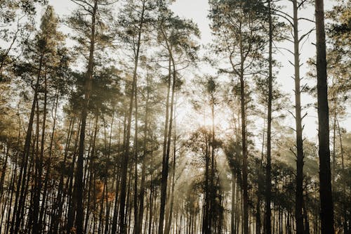 Fotos de stock gratuitas de al aire libre, arboles, bosque