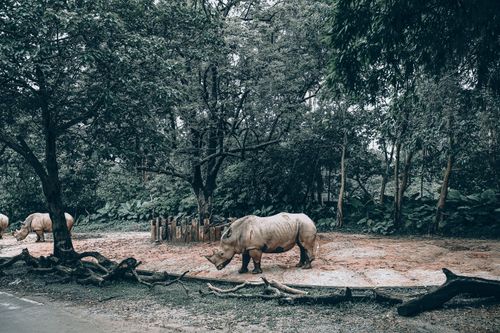 Free Wild strong rhinos living in lush natural habitat covered with green forests in daylight Stock Photo