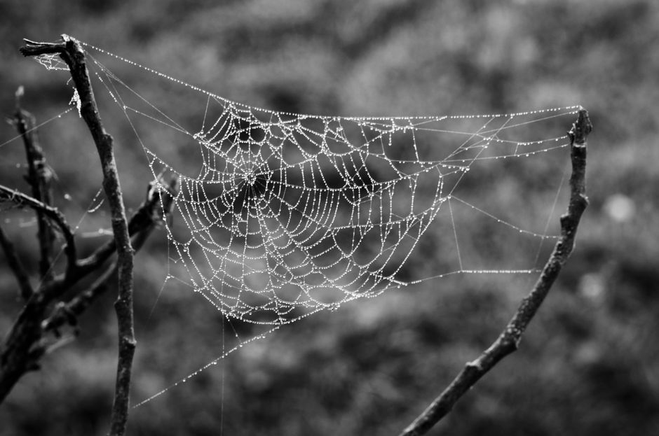 spider web dew drops macro