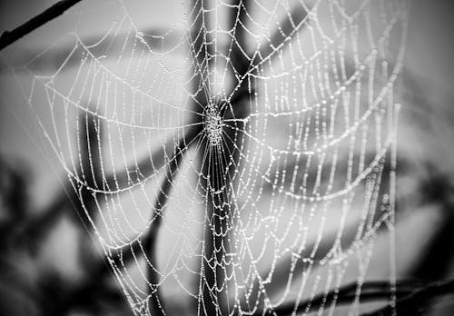Free Spider Web in Grayscale Photography Stock Photo