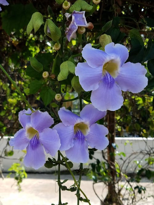 Free stock photo of beautiful flowers, purple flower