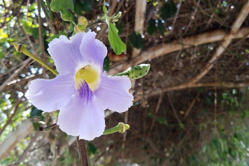 Free stock photo of beautiful flower, purple, violet