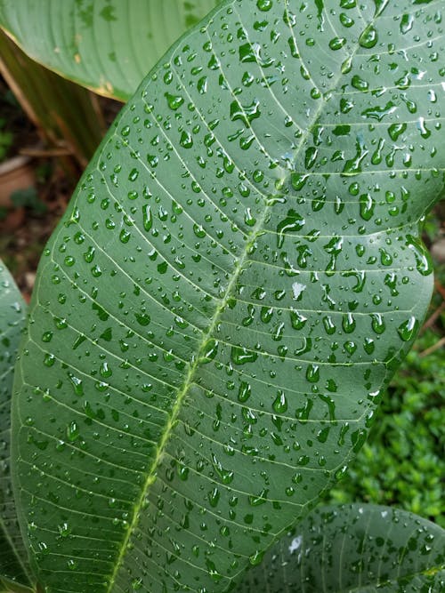 Free stock photo of dewdrops, green leaf