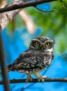 Tawny owl with brown plumage sitting on tree branch against blurred green foliage in nature