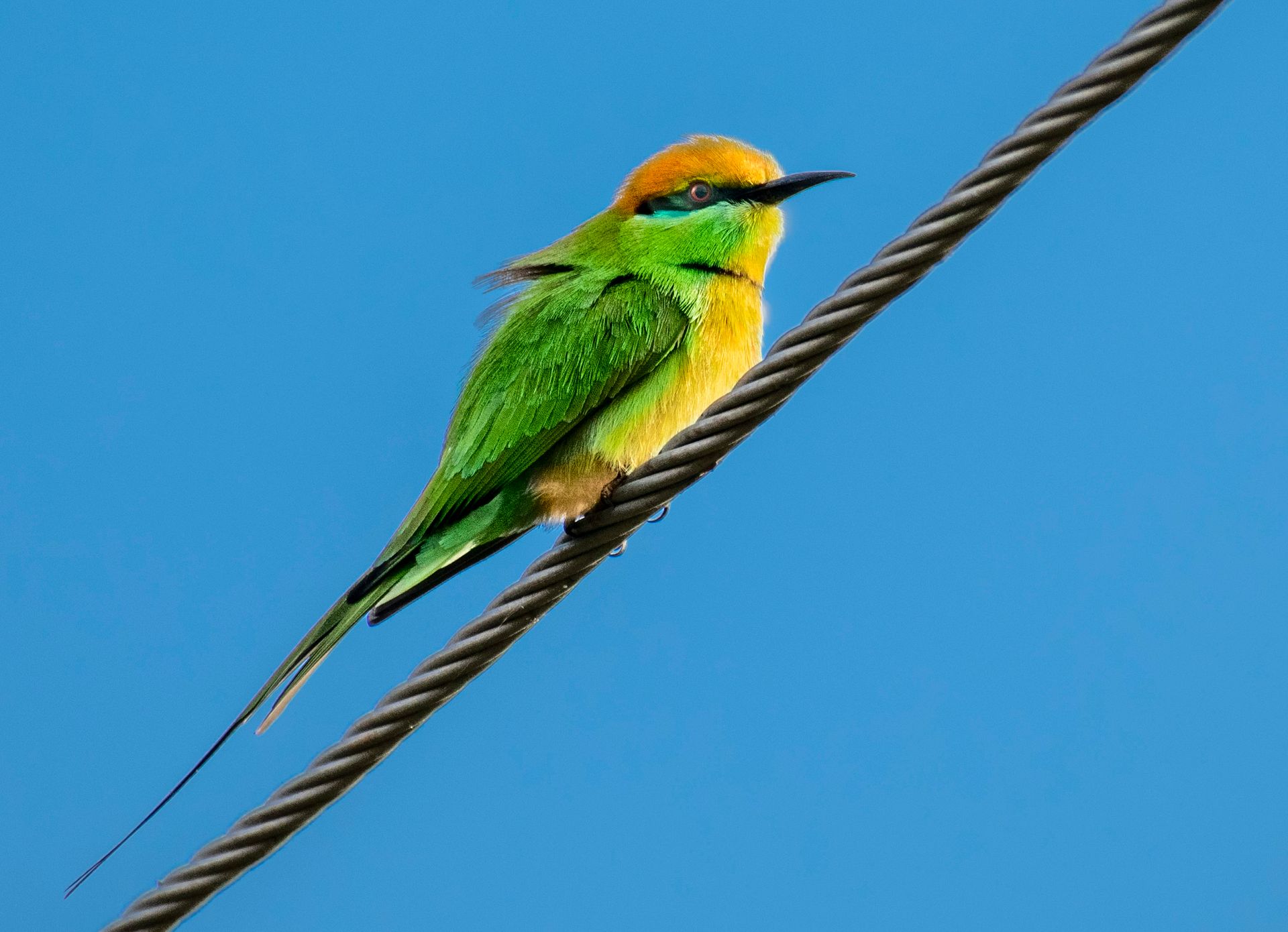 Low angle of vivid bee eater with bright yellow and green plumage sitting on wire on blue background