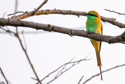 Low angle of bee eater with colorful plumage sitting on tree branch in natural habitat
