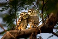 Owls sitting on tree trunk in forest